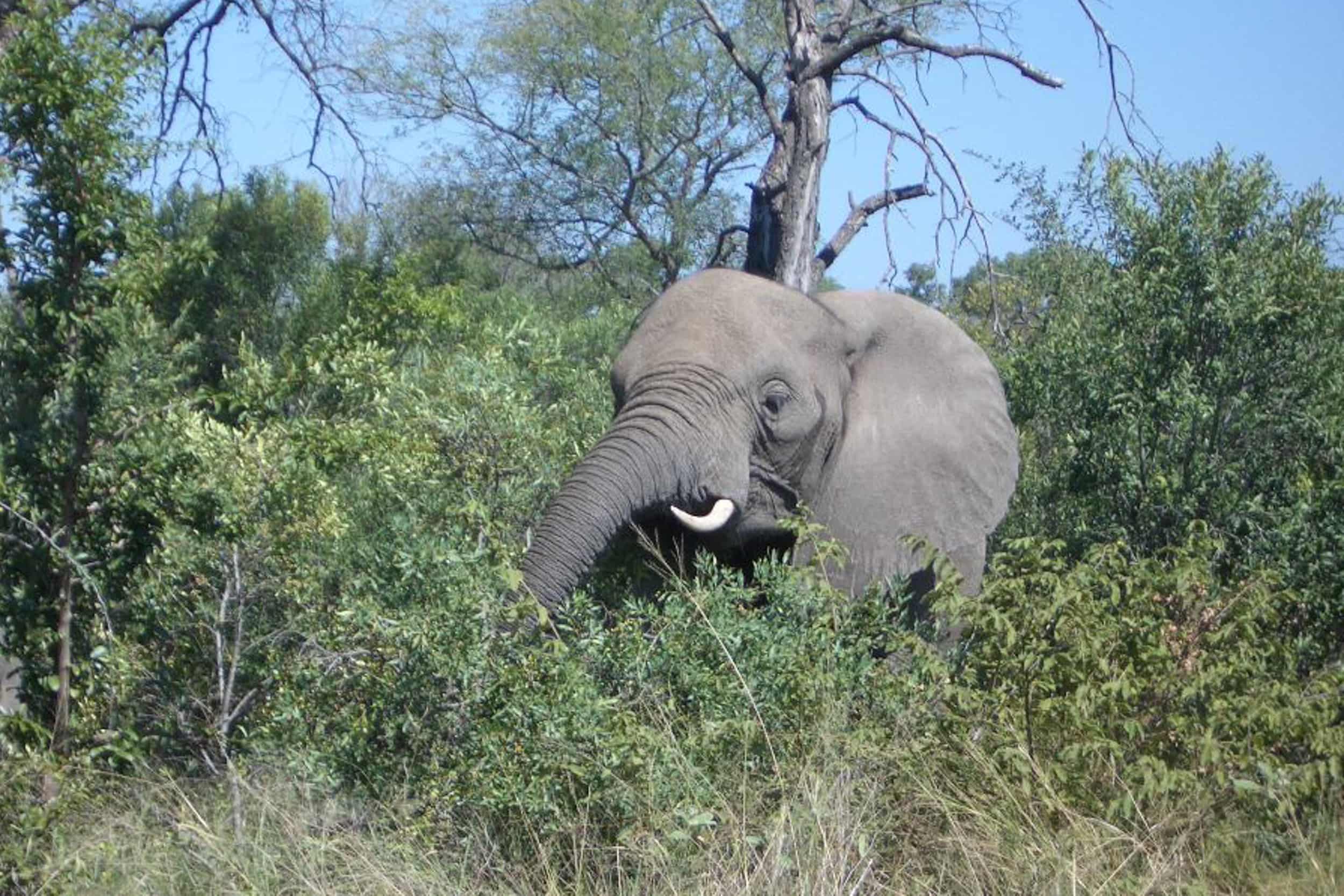 Elephant partially hidden in dense green bushes with clear blue sky above.