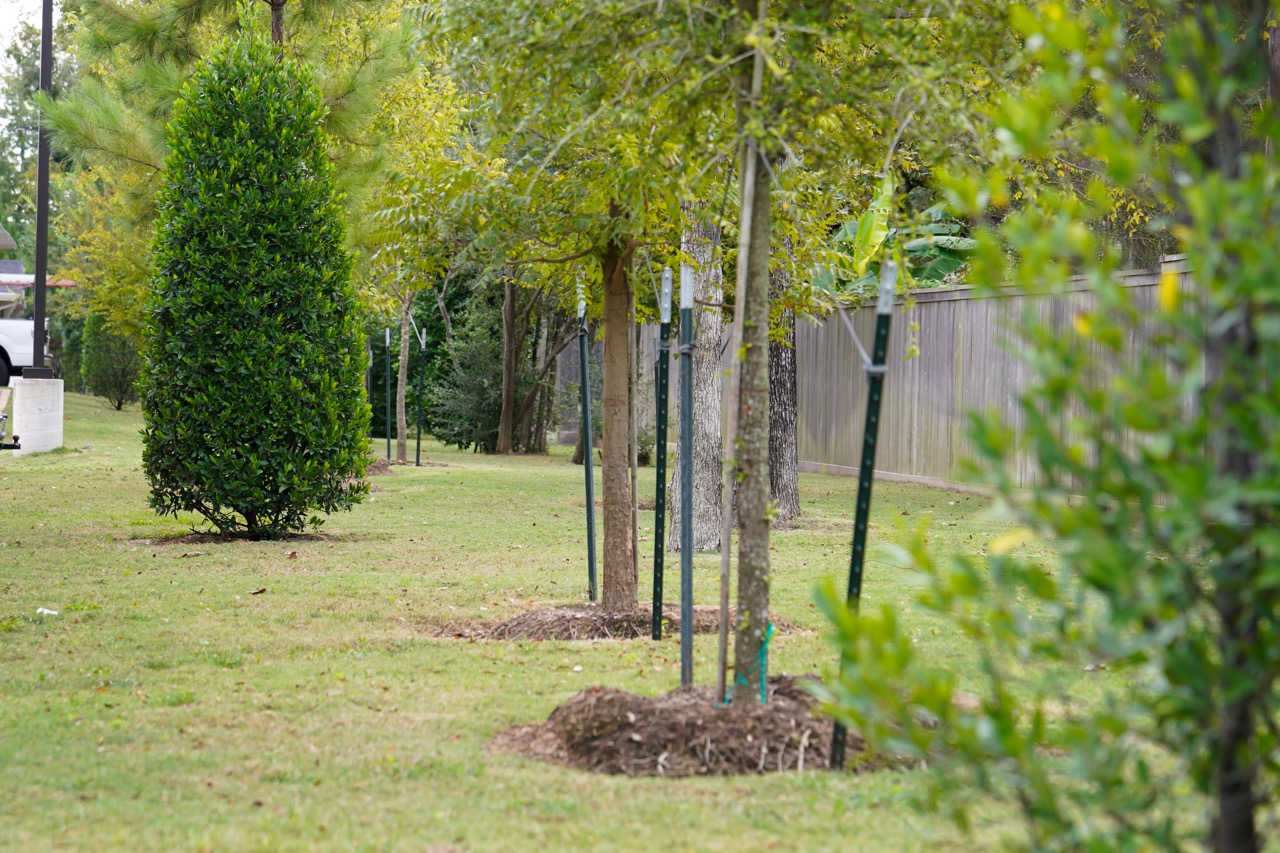 Maintained trees, shrubs, and turf at Ariza Westview