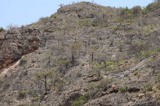 Boswellia carteri trees at one of our harvesting sites.