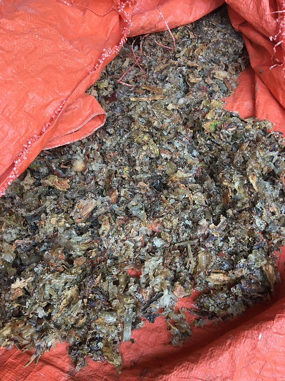 Fresh B. carteri resin