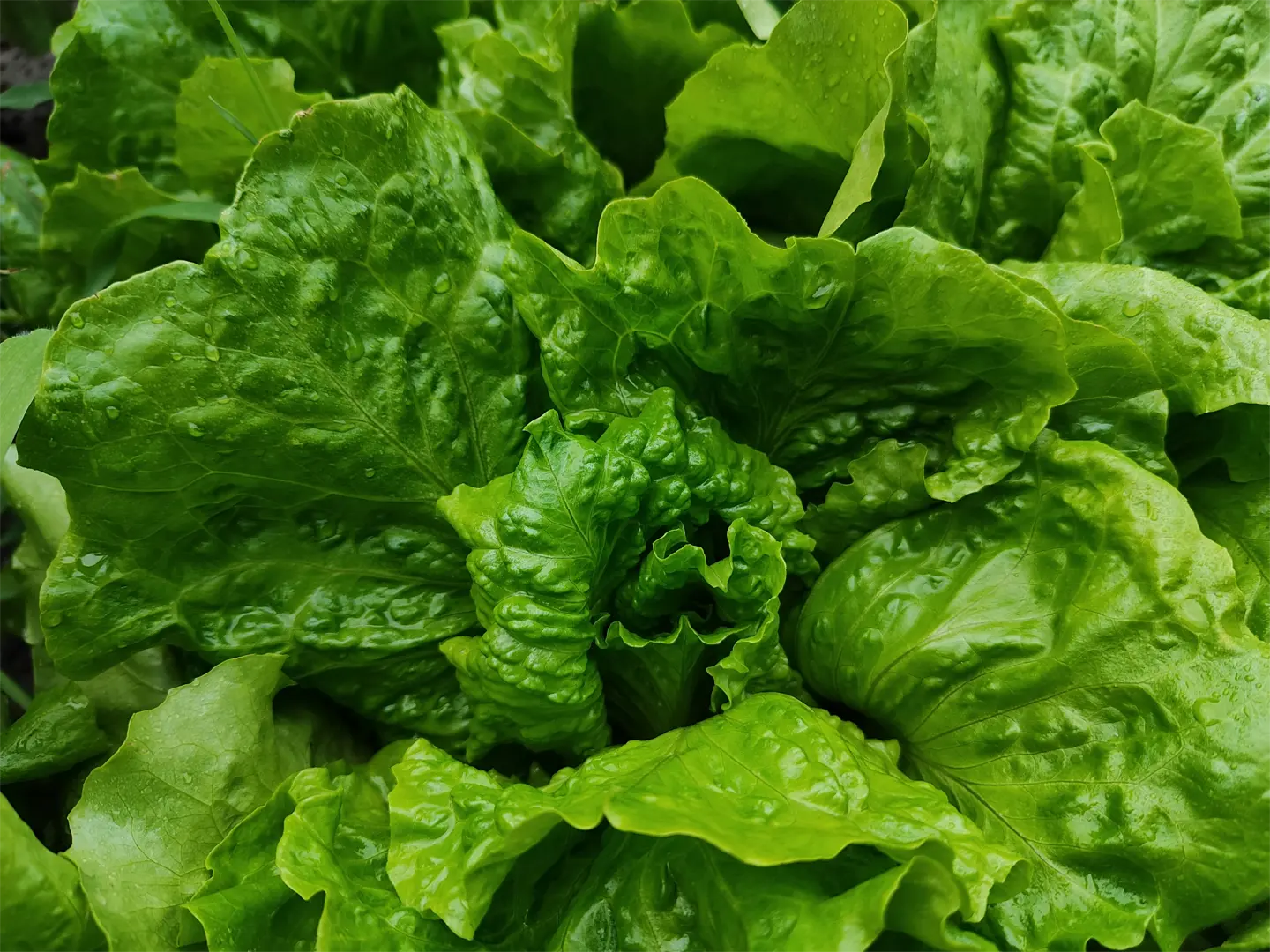 Leafy greens