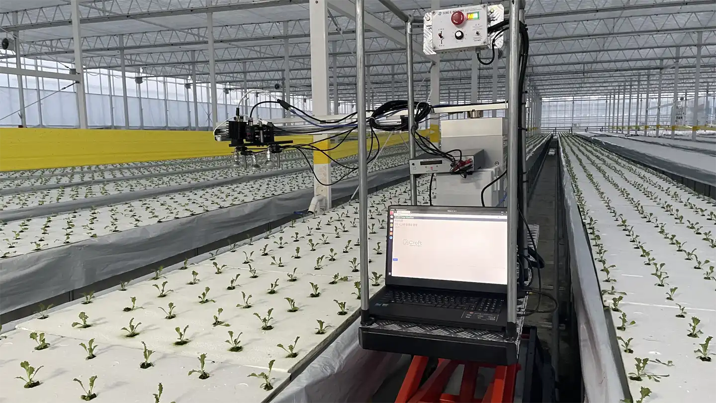 Scaling cherry tomato production without scaling labor