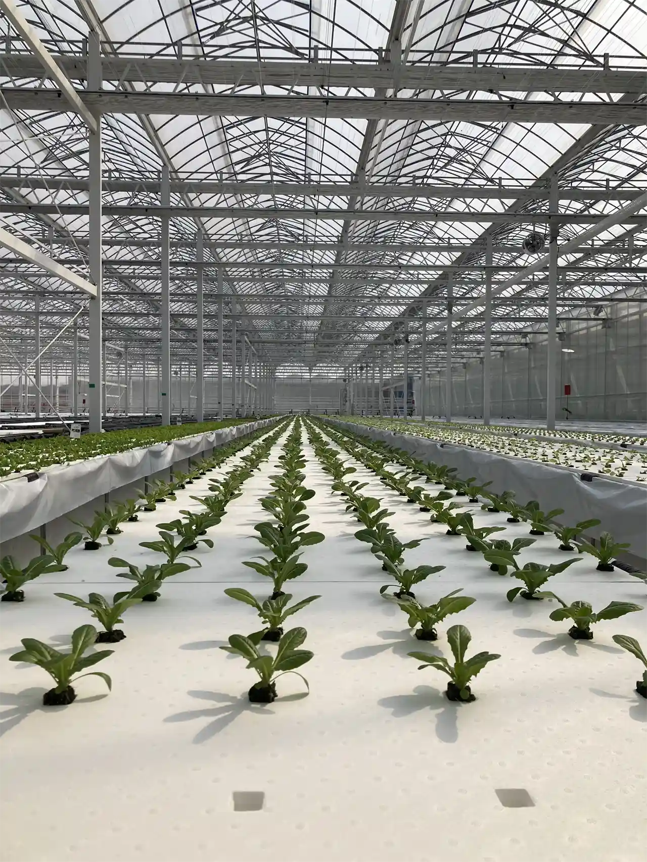 We want to make reliable, profitable greenhouse production achievable at any scale