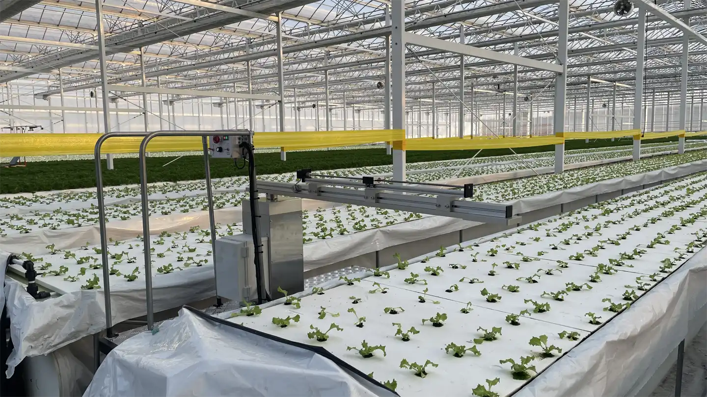JE Farms: cherry tomato production at scale