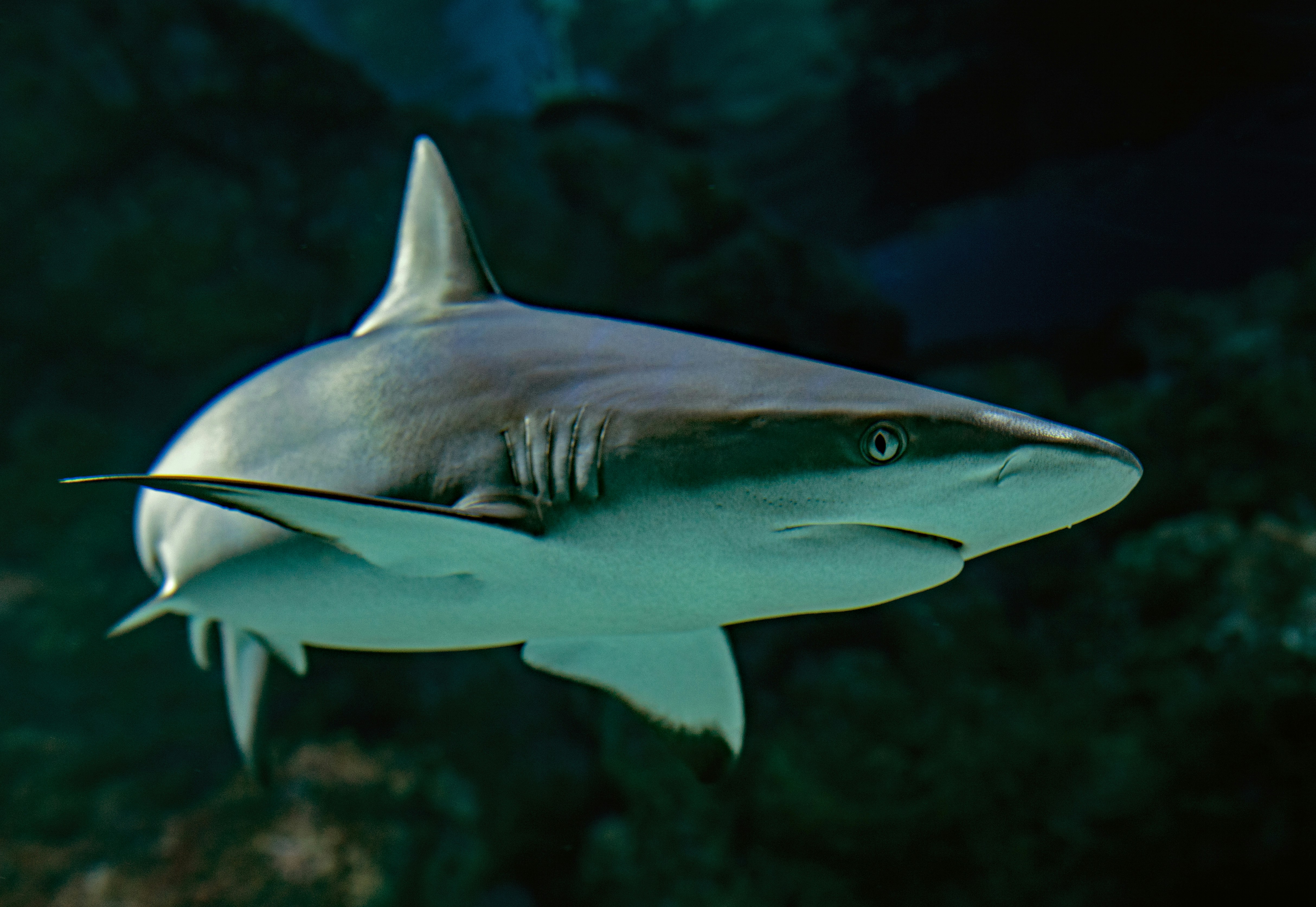 Sharks Mallorca Ibiza 