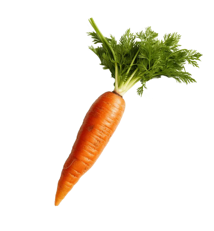 Picture of Carrot