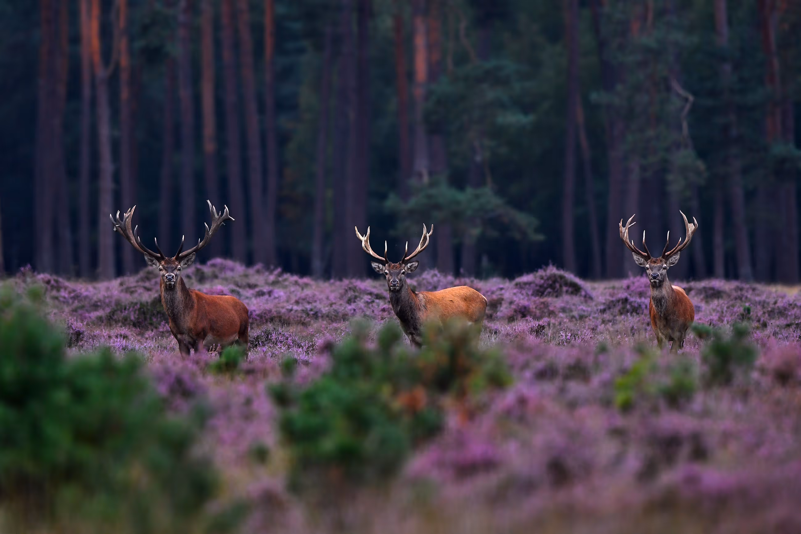 Drie edelherten met geweien staan in een veld met paars bloeiende heide voor een donker dennenbos.