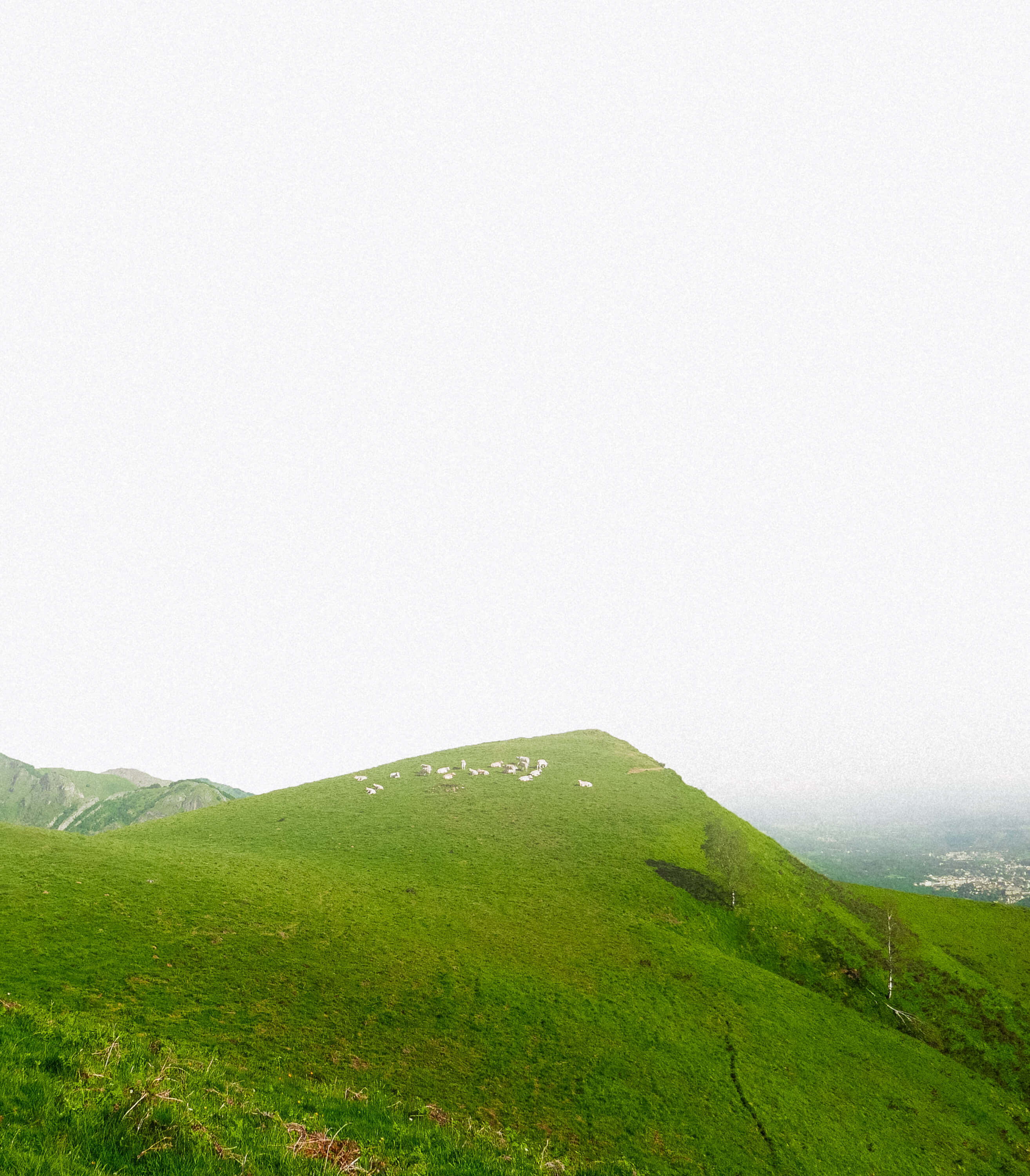 Collines vertes avec un troupeau de moutons sur un sommet, montagnes en arrière-plan sous un ciel blanc.