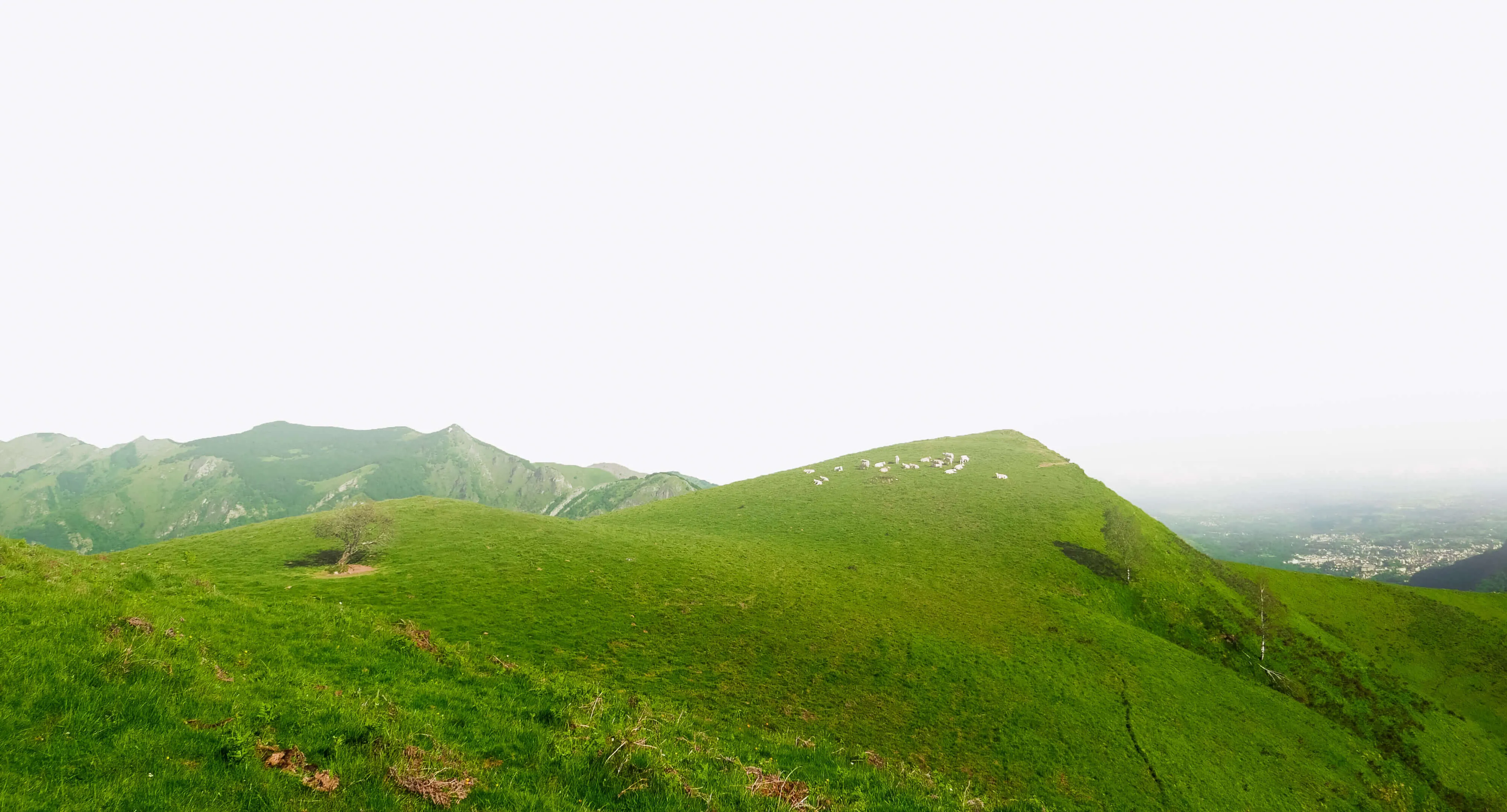 Collines vertes avec un troupeau de moutons sur un sommet, montagnes en arrière-plan sous un ciel blanc.