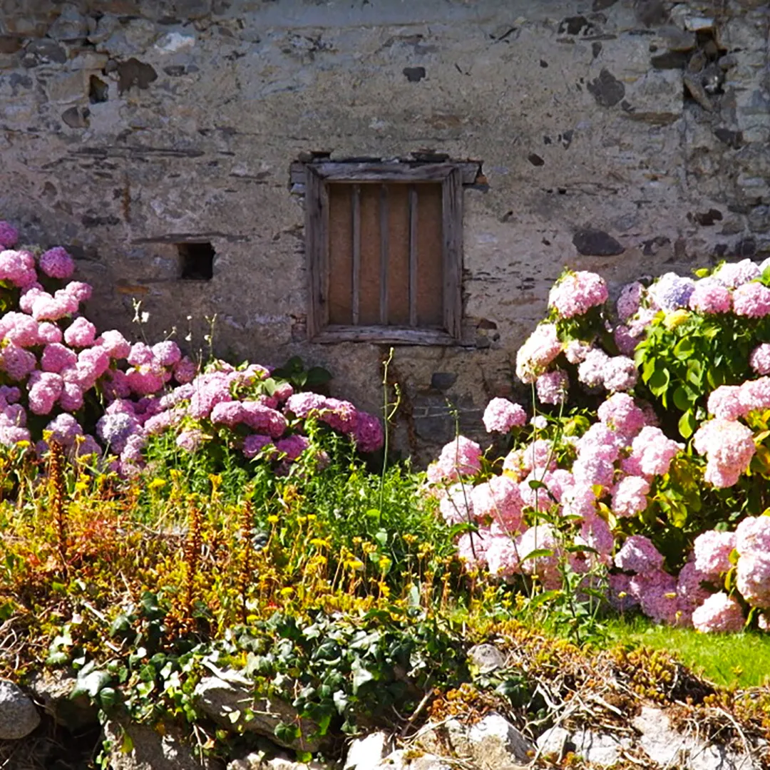 Un vieux mur en pierre avec une petite fenêtre en bois entouré de buissons de fleurs roses et de verdure.