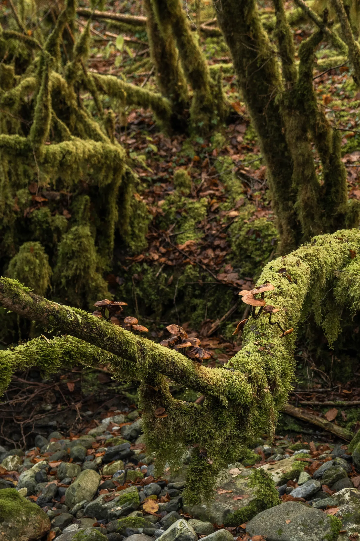 Bois humide avec branches couvertes de mousse verte et champignons marron sur des pierres humides.
