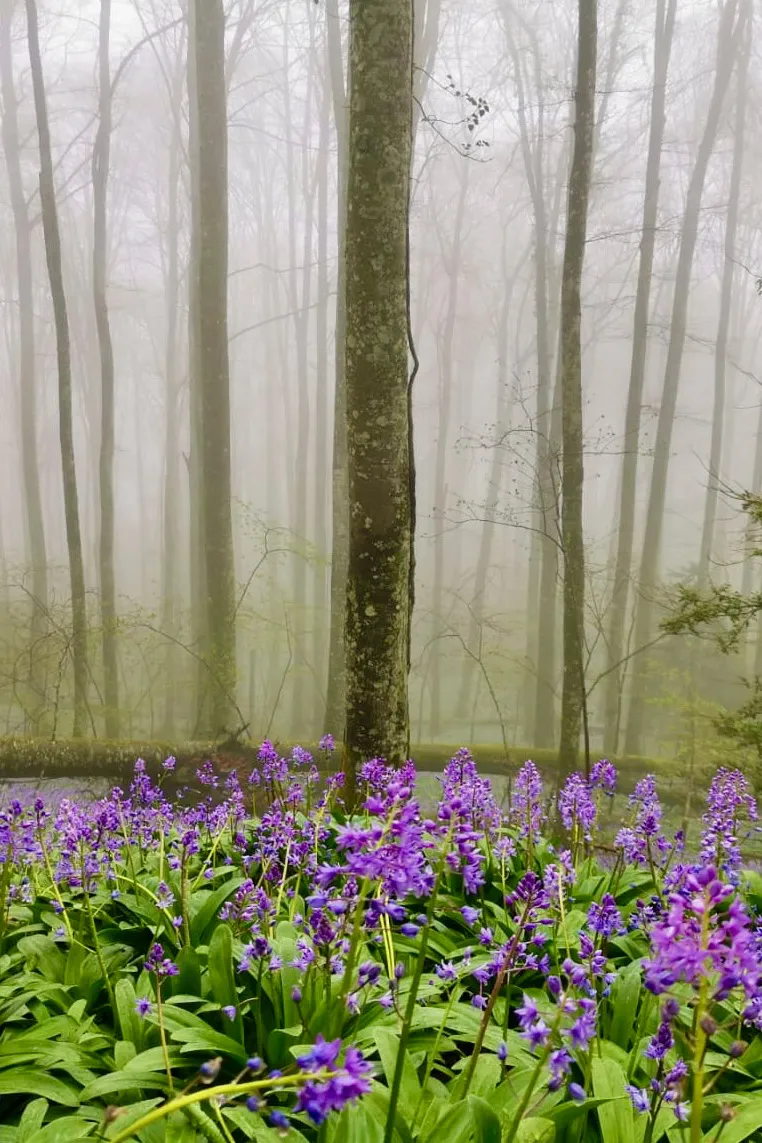 Fleurs violettes au premier plan dans une forêt brumeuse aux arbres hauts et sans feuilles.