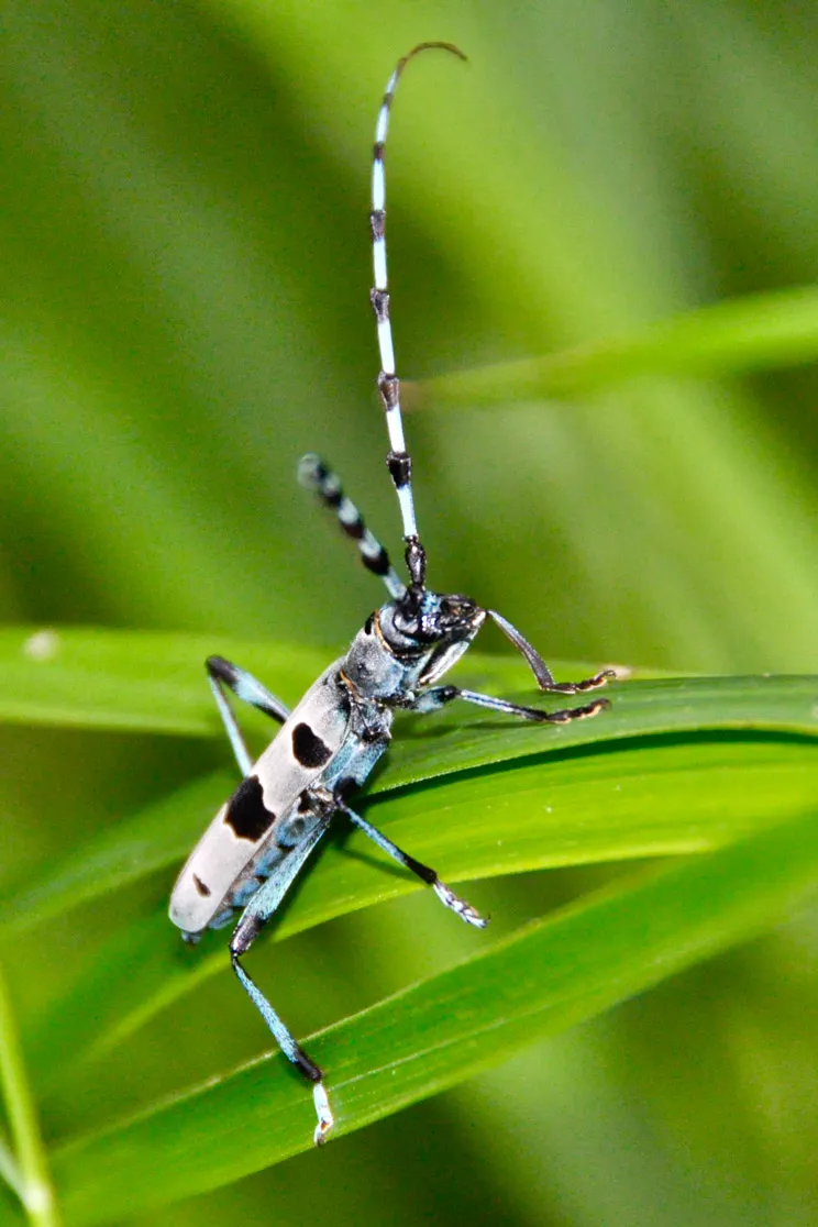 Gros plan d'un longicorne bleu et noir avec de longues antennes sur une feuille verte.