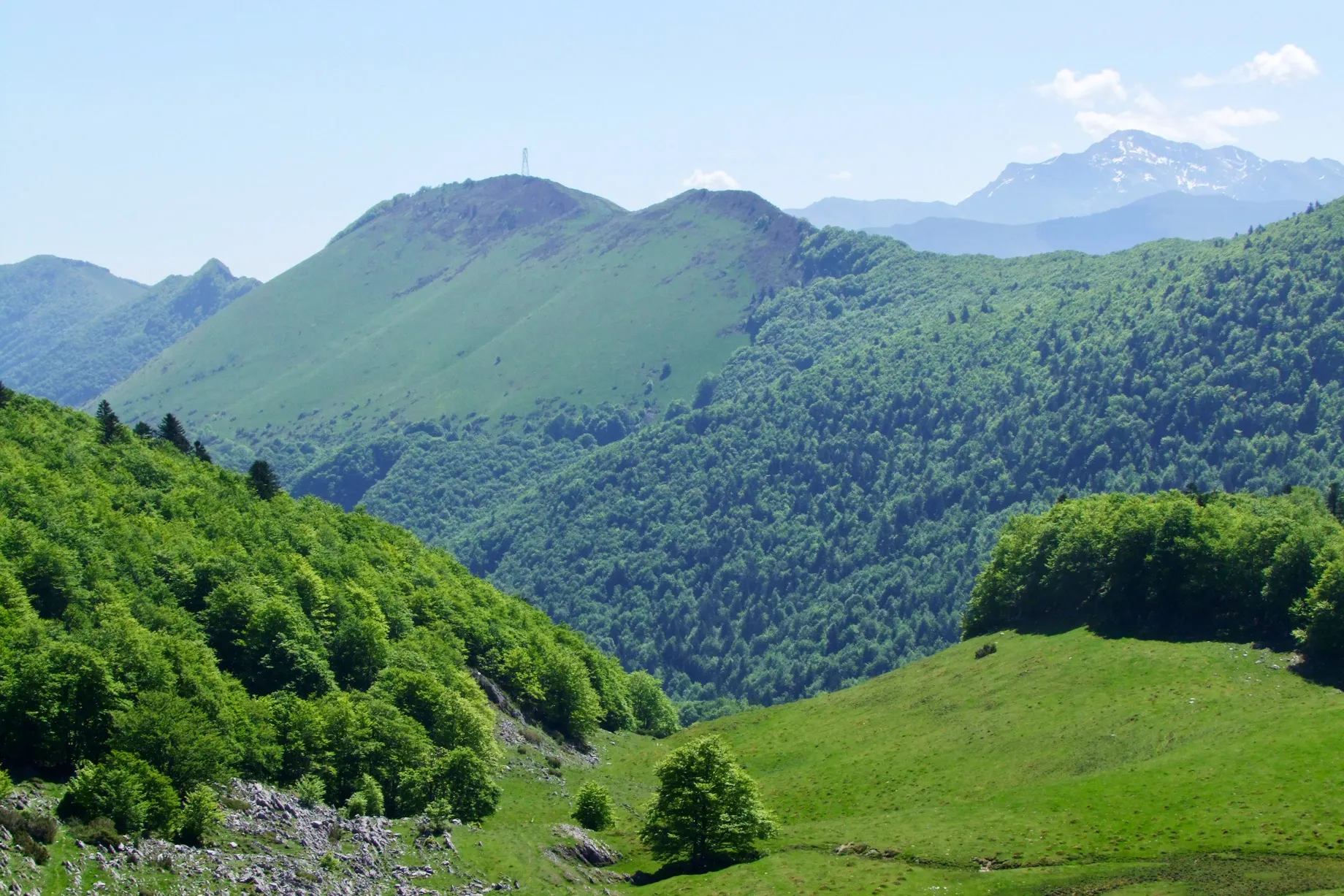 Montagnes verdoyantes sous un ciel bleu clair avec un arbre isolé au premier plan
