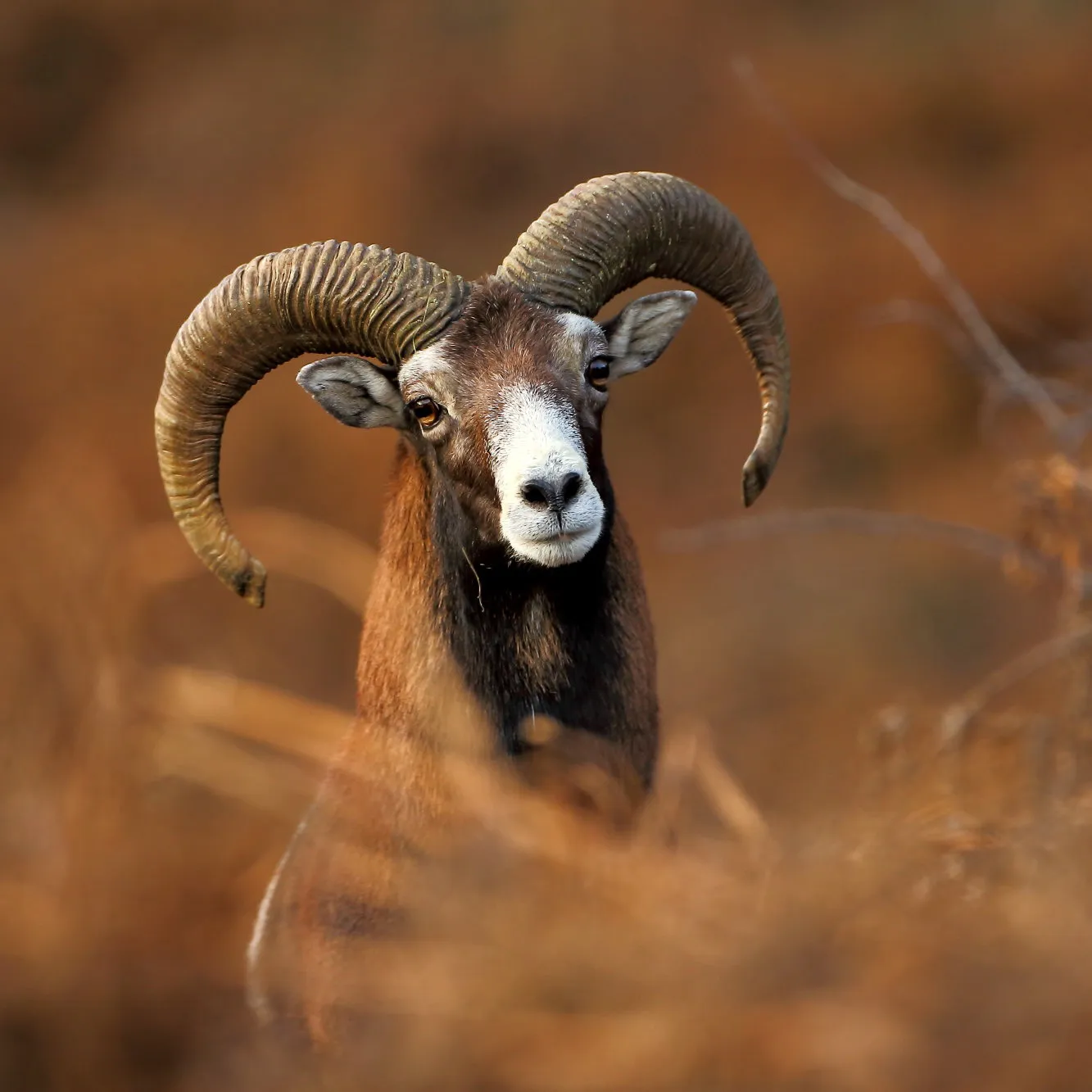 Portrait d'un mouflon avec de grandes cornes recourbées dans un paysage flou marron.