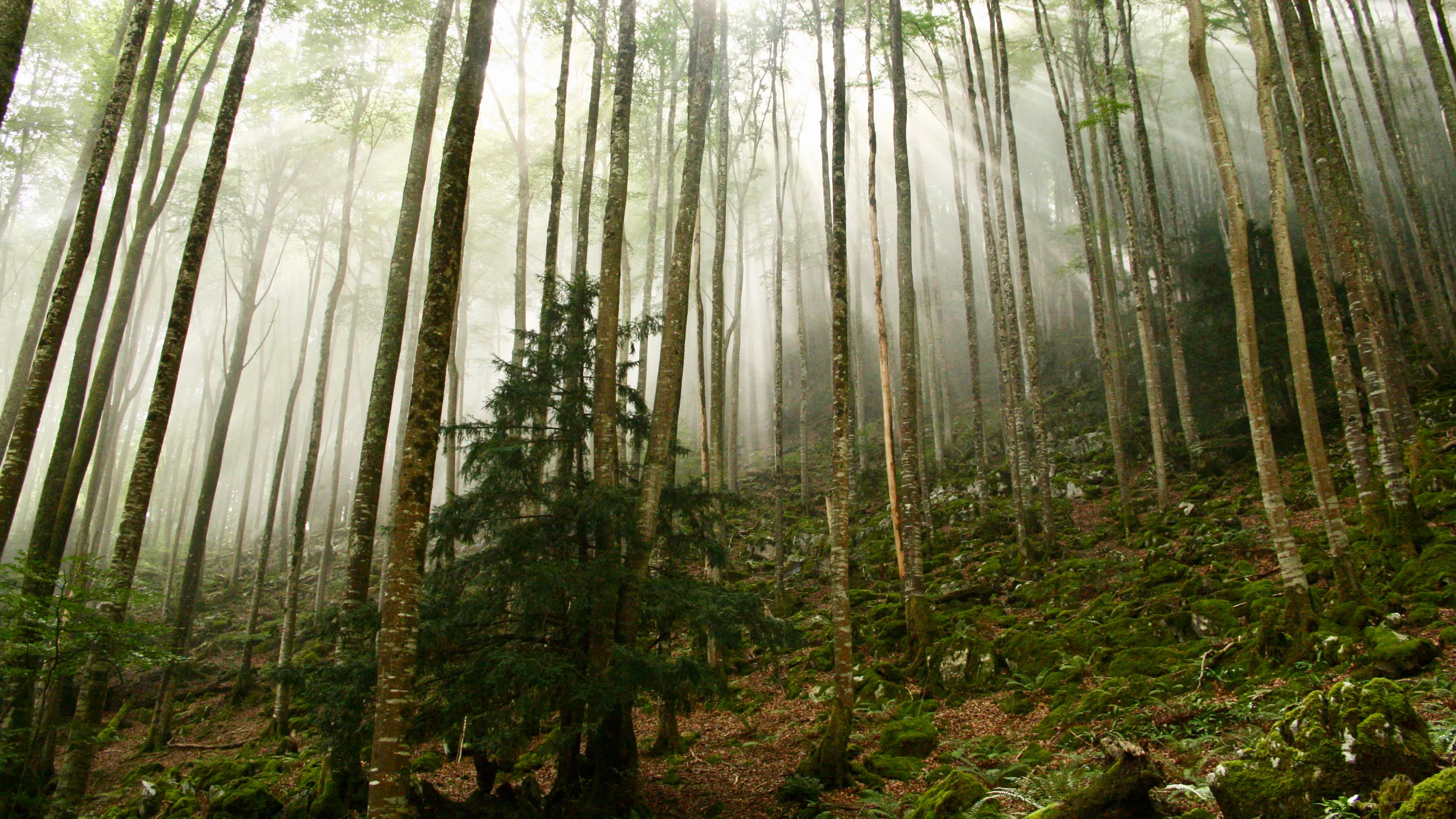 Rayons de soleil traversant une forêt brumeuse avec des arbres fins et un sol couvert de mousse.