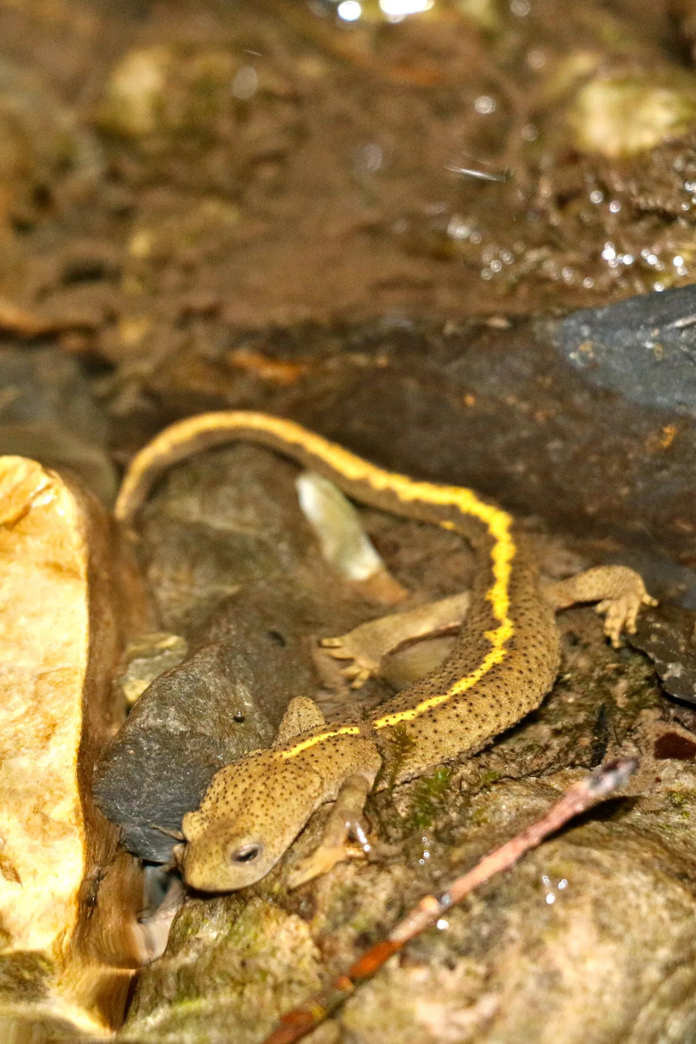 Un triton avec une ligne jaune sur le dos, sur des rochers et de la mousse humide.