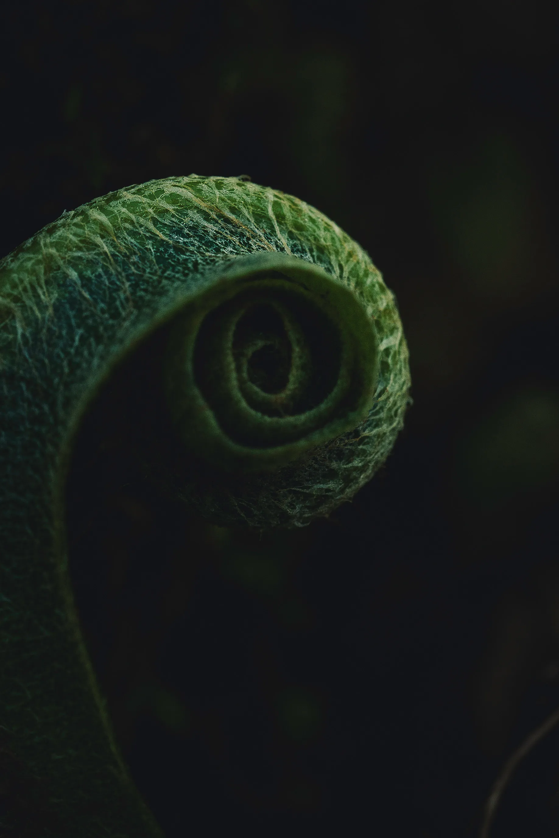 Gros plan sur une fronde de fougère verte enroulée dans une lumière sombre.