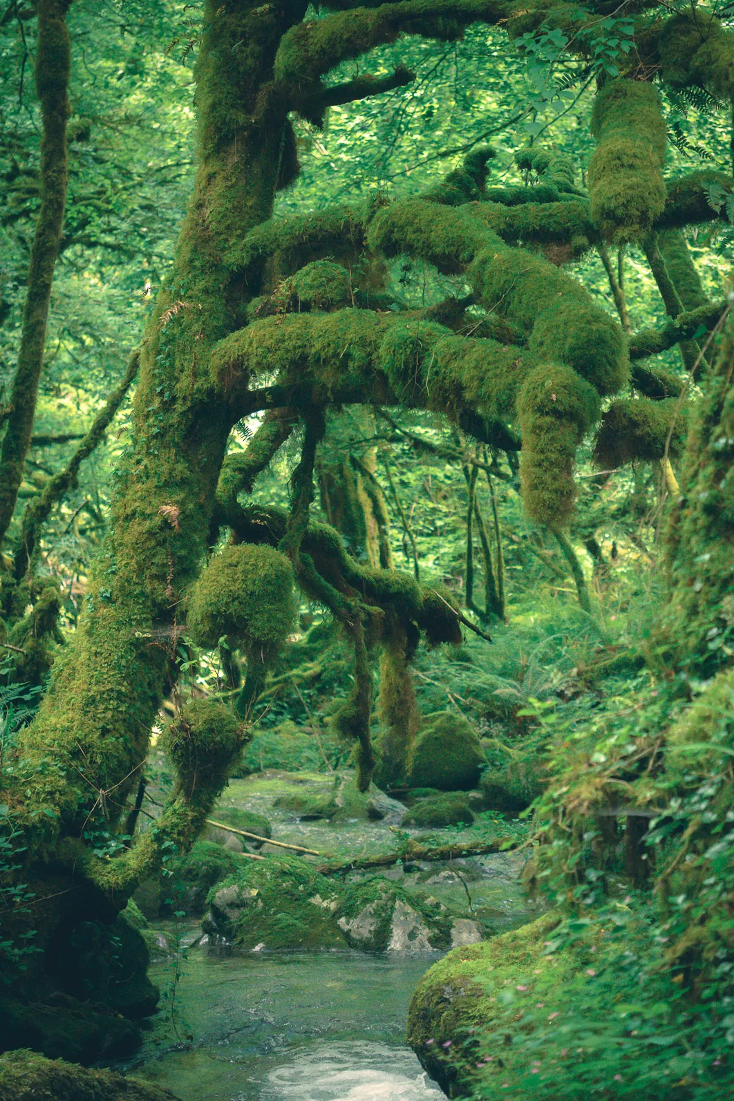 Arbres et rochers recouverts de mousse verte dense au-dessus d'un ruisseau dans une forêt
