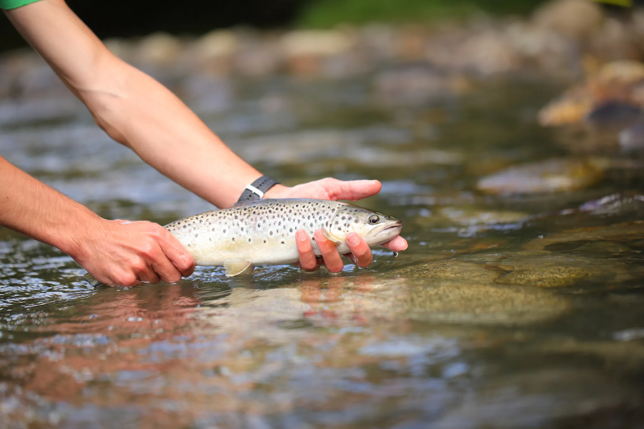 Une personne tient une truite dans l'eau claire d'une rivière rocheuse.