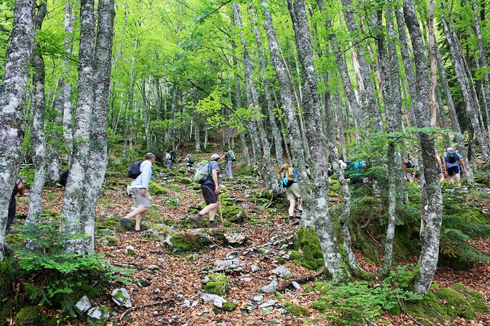 Groupe de randonneurs marchant sur un sentier rocheux dans une forêt avec des arbres verts.