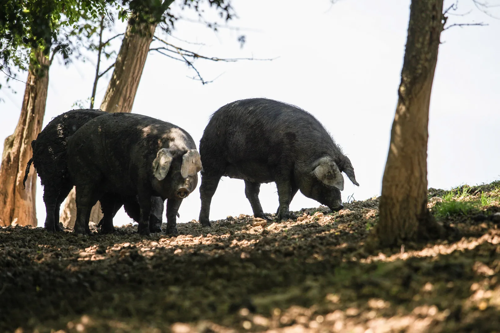 Trois cochons noirs debout dans un sol boisé avec de la lumière filtrée.