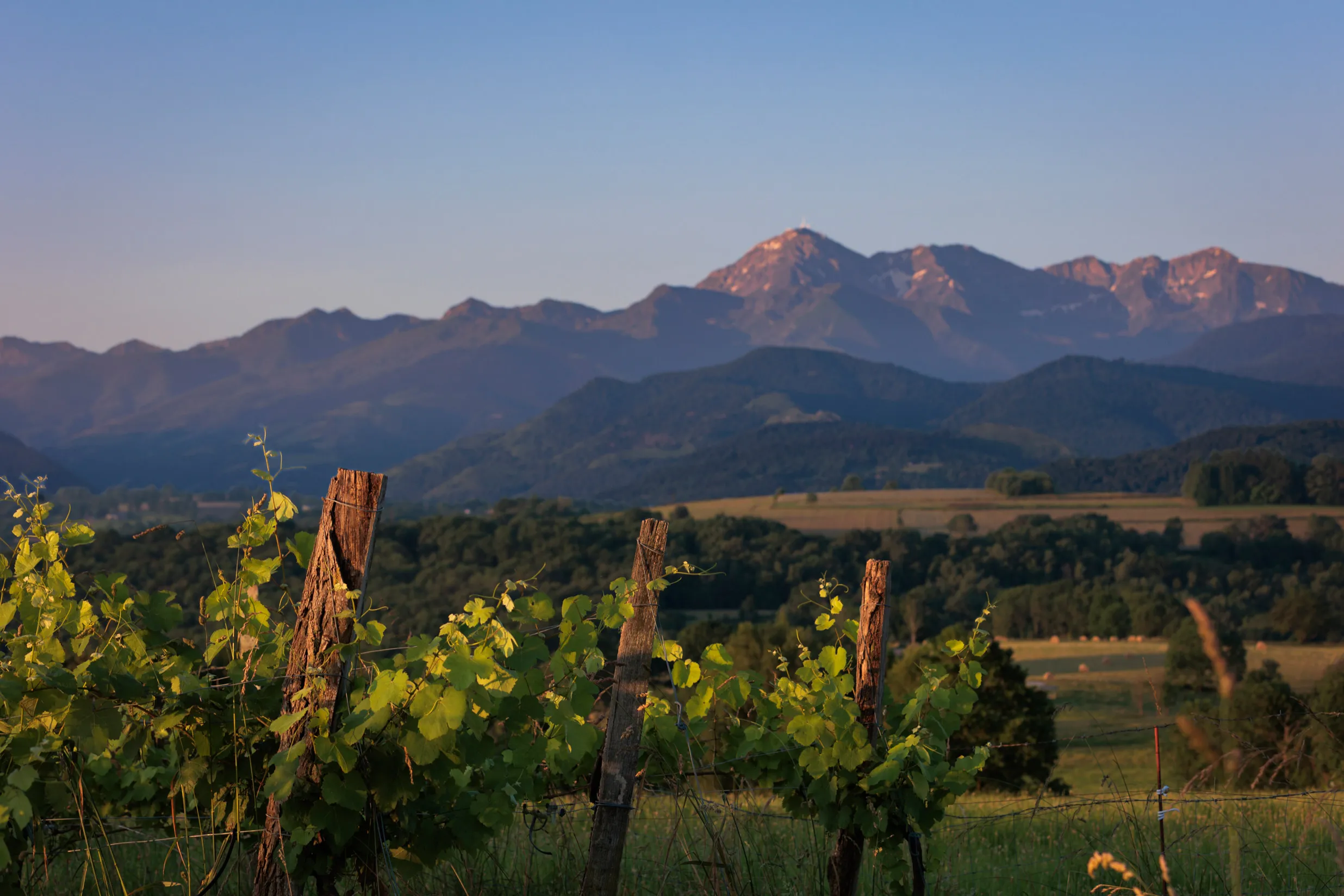 Vignes au premier plan avec montagnes au coucher du soleil en arrière-plan.