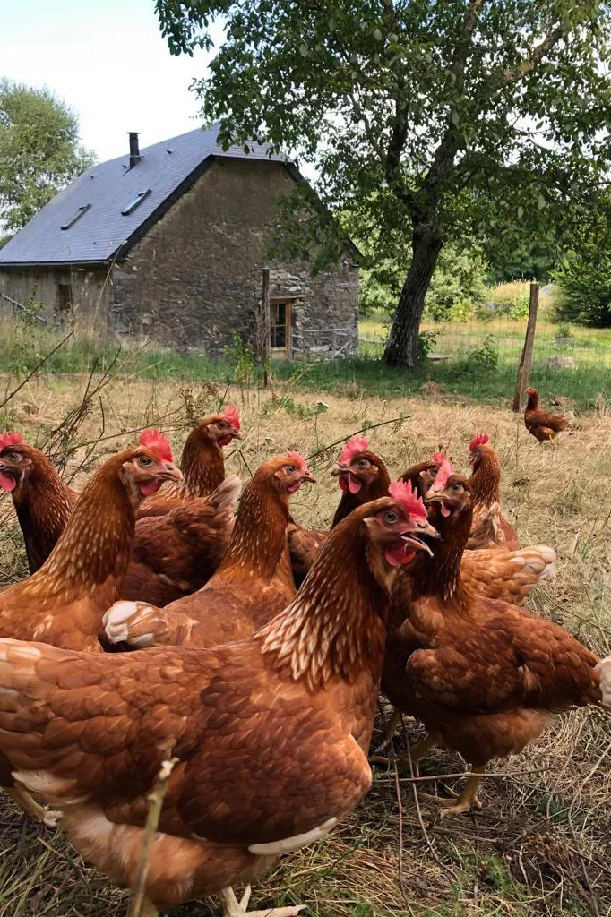Poules rousses dans un pré herbeux près d'une ferme en pierre avec un arbre vert.