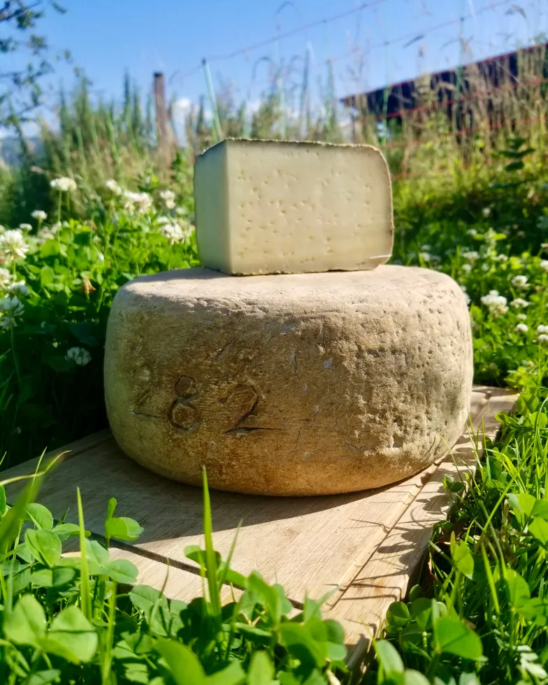 Un gros fromage rond avec un morceau tranché posé dessus dans l'herbe au soleil.