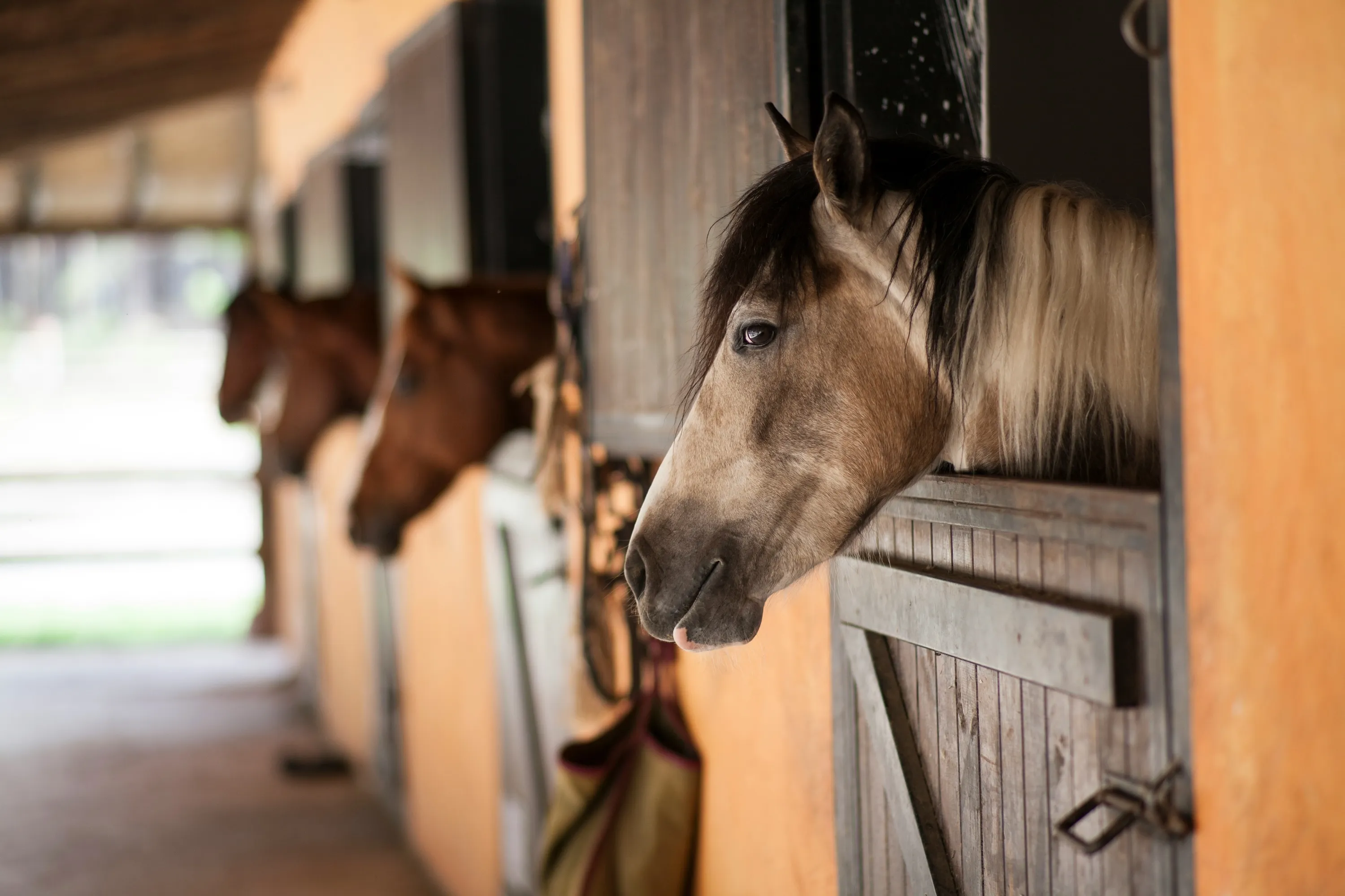 Têtes de chevaux regardant hors des portes de box dans une écurie aux murs orange.