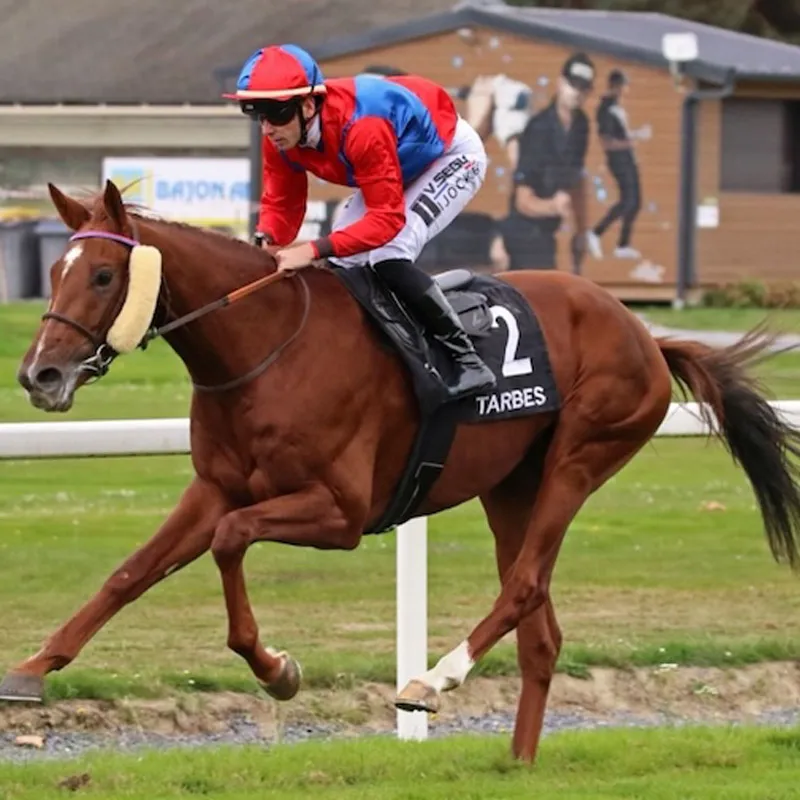 Jockey in red and blue racing silks on a brown racehorse wearing number 2 at Tarbes racecourse.