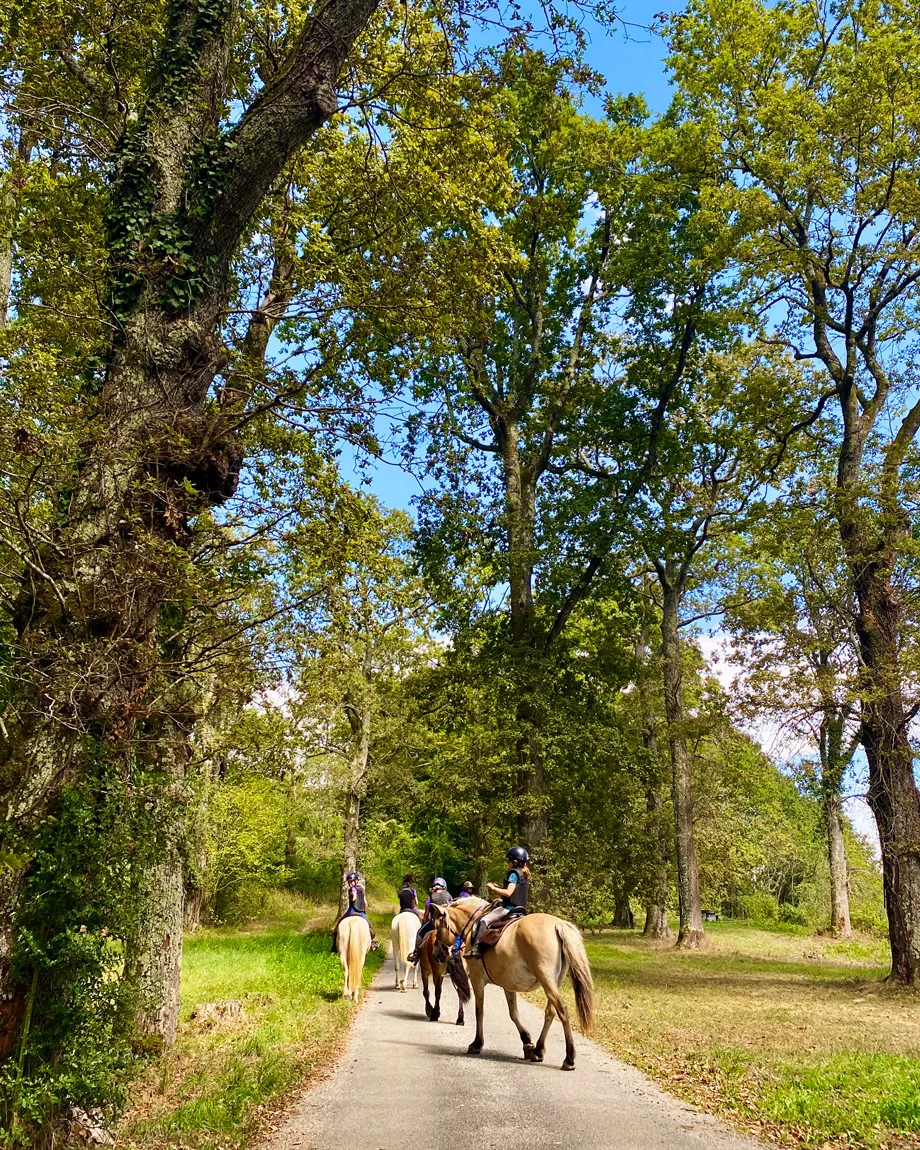 Quatre enfants chevauchant des chevaux sur un sentier entouré d'arbres en été.