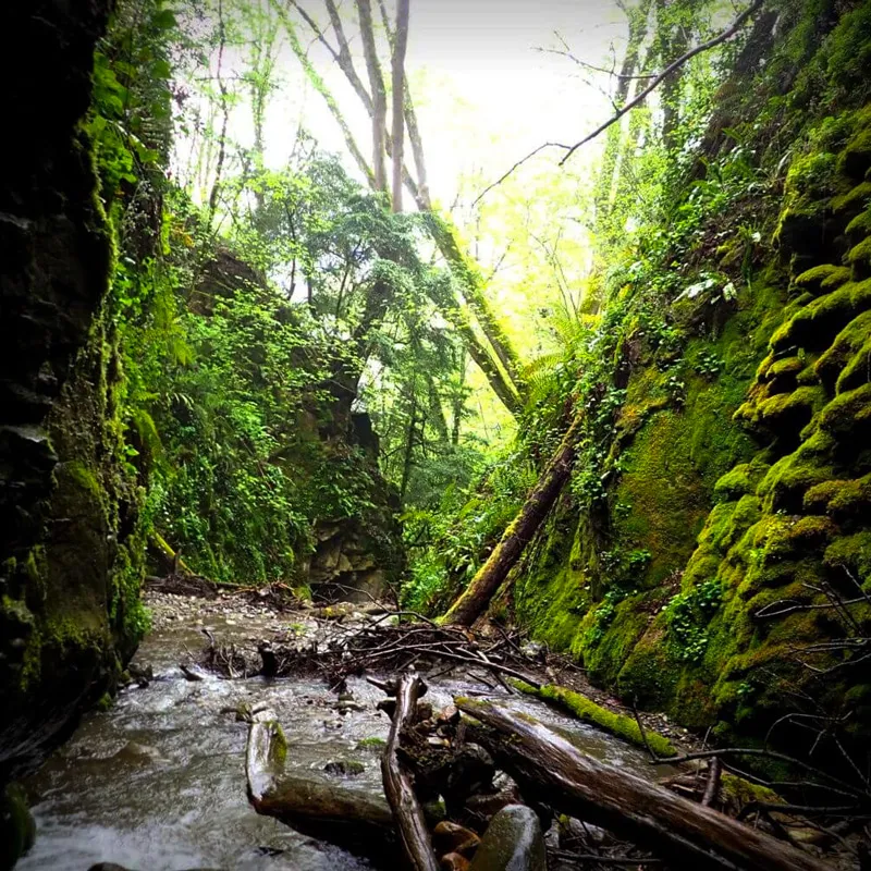 Canyon étroit avec murs couverts de mousse et un ruisseau traversant des branches tombées.