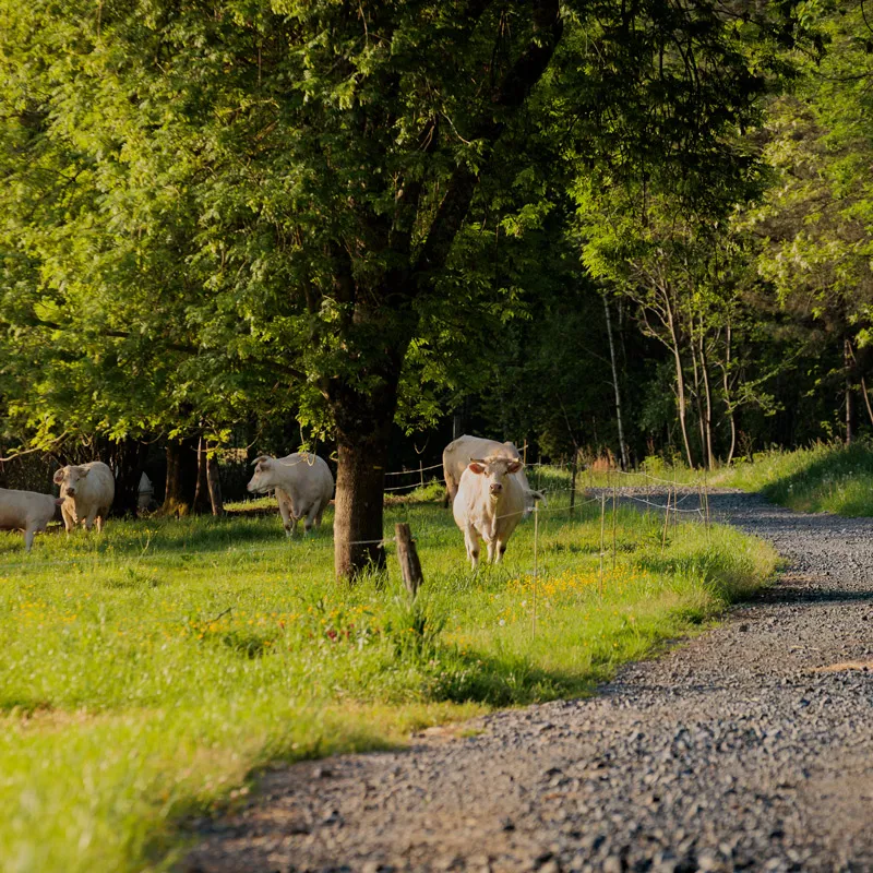 Des vaches blanches paissent dans un pré vert à côté d’un chemin de gravier sous des arbres.
