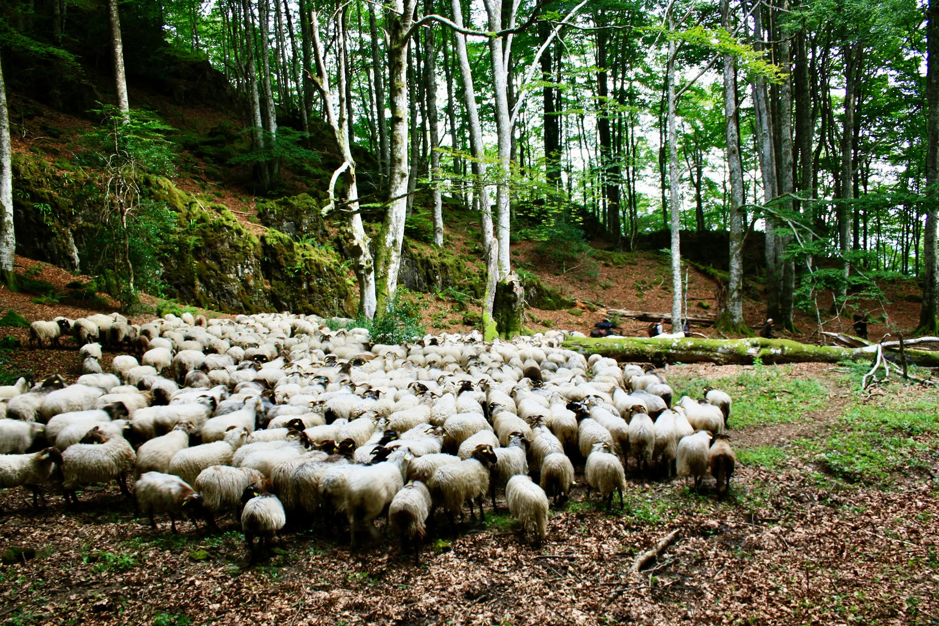 Un grand troupeau de moutons blancs dans une forêt verdoyante avec des arbres et des feuilles au sol.