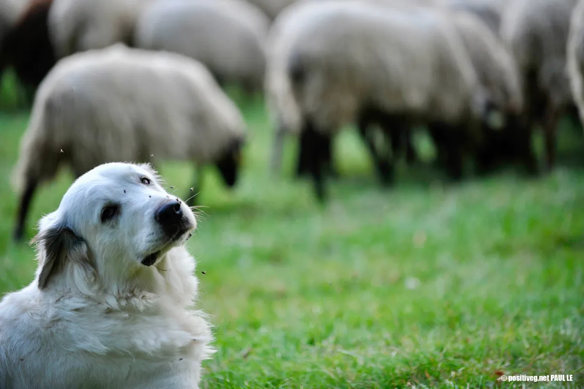 Un chien blanc de berger garde un troupeau de moutons dans un champ vert.