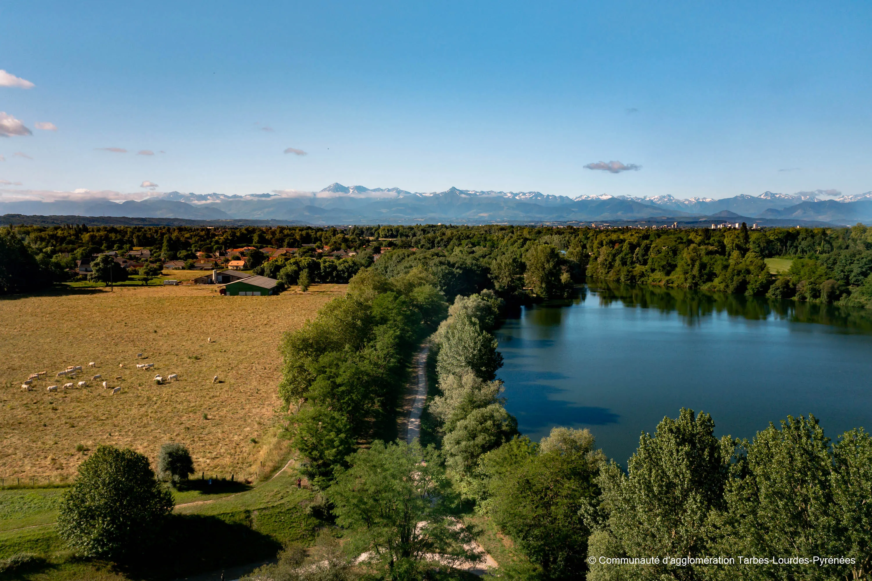 Chemin bordé d'arbres entre un champ avec des vaches et un lac, montagnes enneigées à l'horizon.