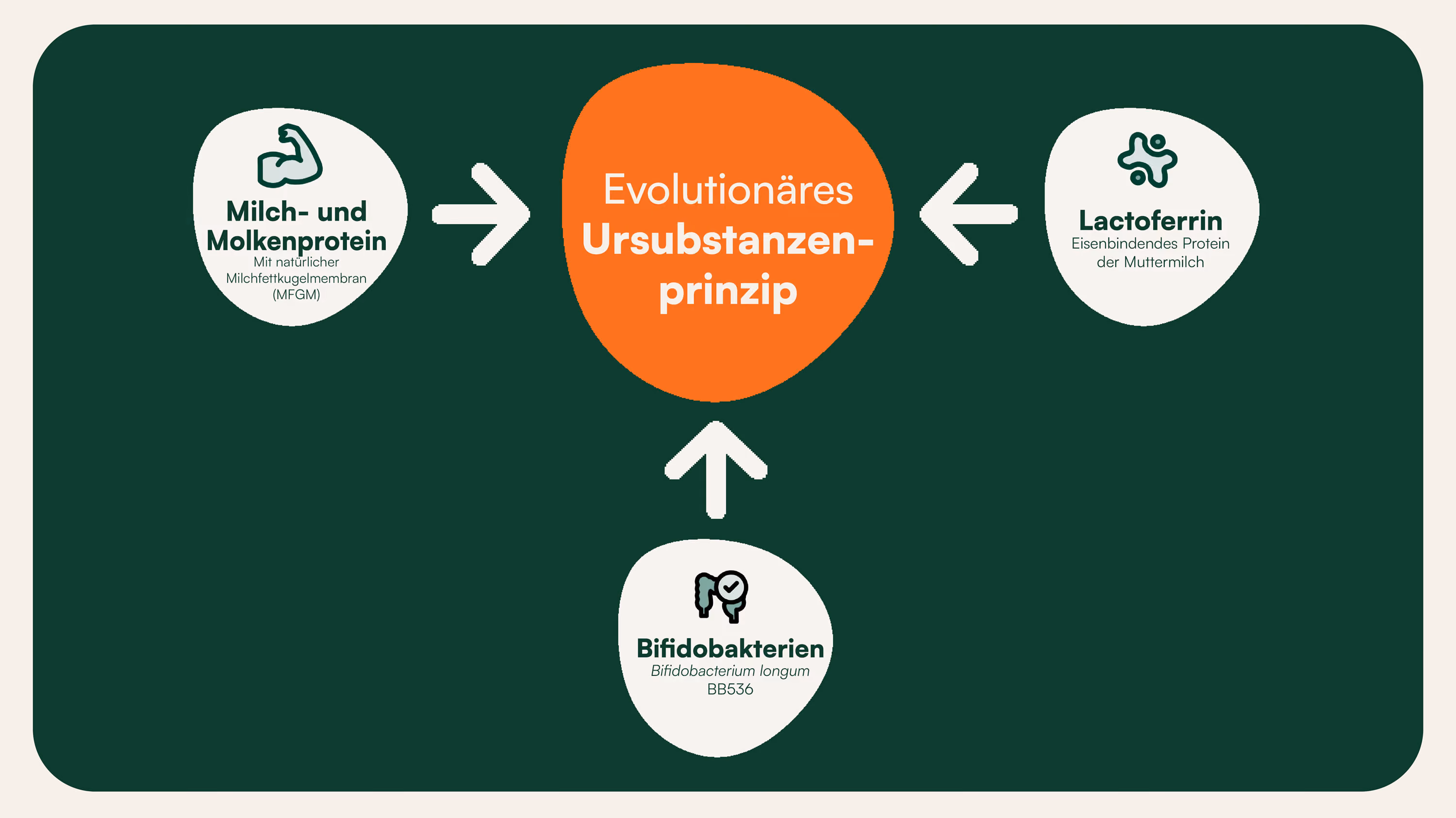 Diagramm zeigt evolutionäres Ursubstanzenprinzip mit Milch- und Molkenprotein, Lactoferrin, Bifidobakterien.
