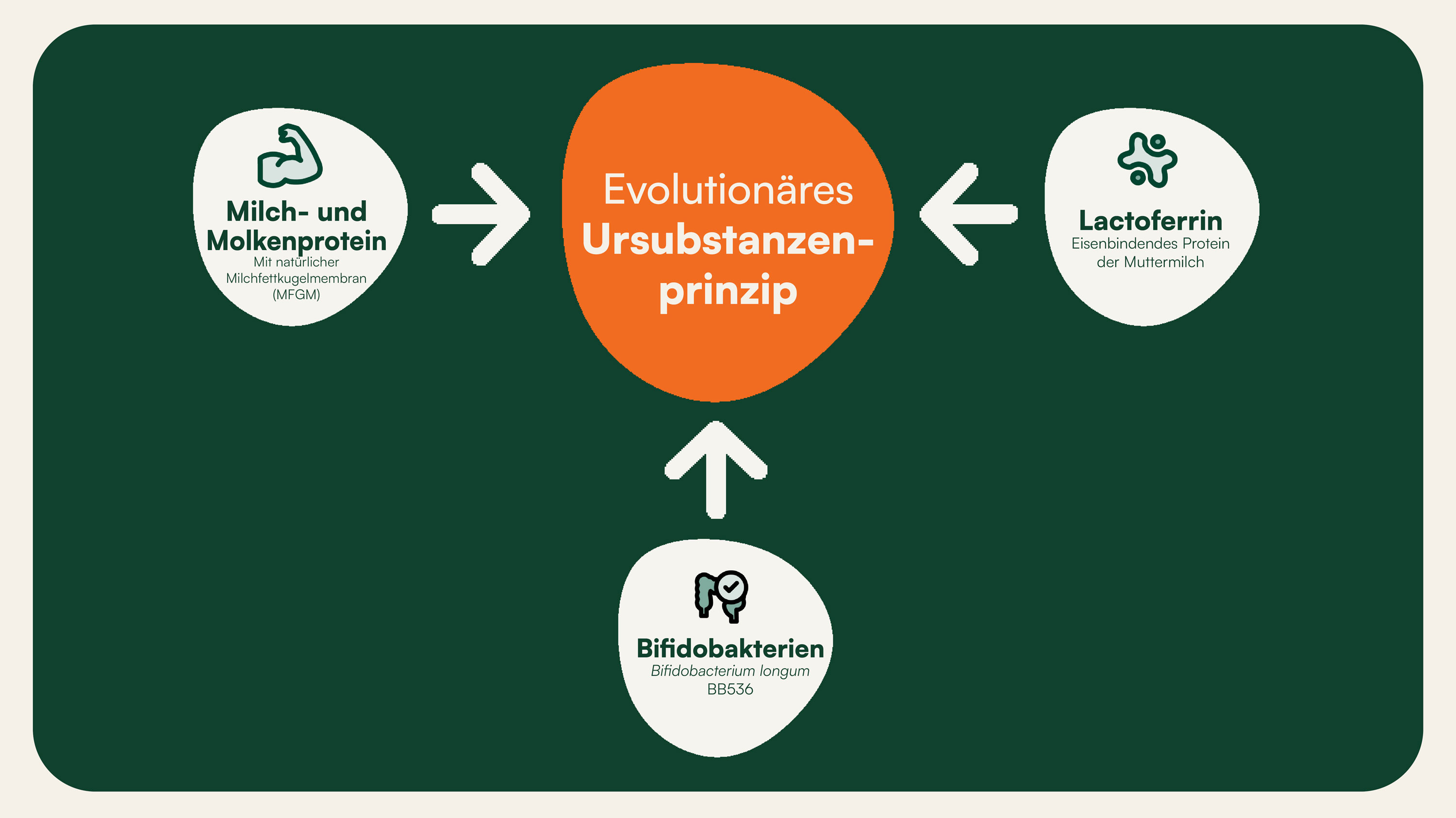 Diagramm zeigt evolutionäres Ursubstanzenprinzip mit Milch- und Molkenprotein, Lactoferrin, Bifidobakterien.