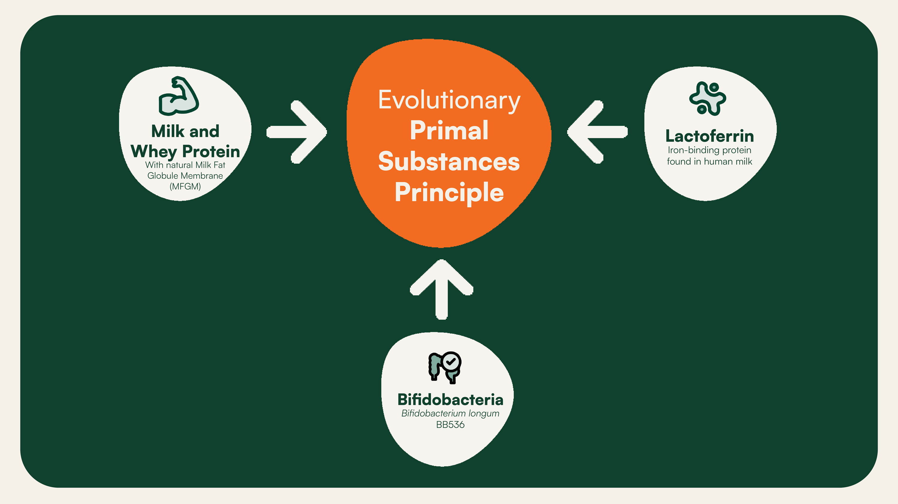 The Primal Substances Principle: Lactoferrin, Bifidobacteria, Milk and Whey Protein. Three substances from human milk, brought together in one formula.