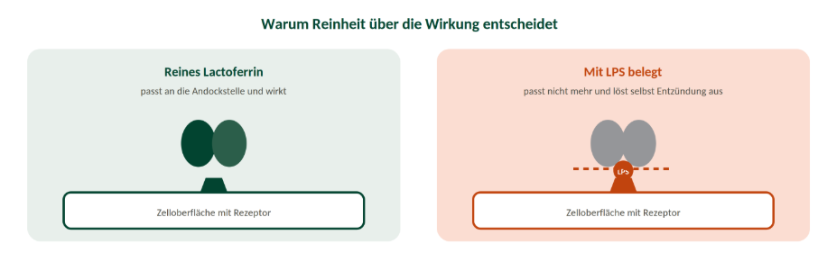 Warum die Reinheit von Lactoferrin über die Wirkung entscheidet
