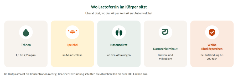 Wo Lactoferrin im Körper vorkommt - Tränen, Speichel, Nasensekret, Darmschleimhaut, weiße Blutkörperchen