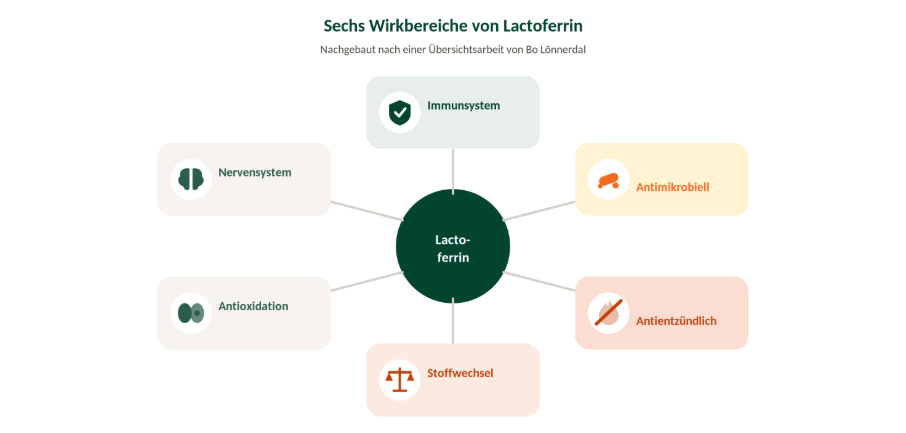 Sechs Wirkbereiche von Lactoferrin - Immunsystem, Antimikrobiell, Antientzündlich, Stoffwechsel, Antioxidation, Nervensystem