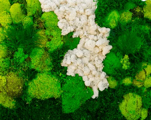 A beautiful mossy project