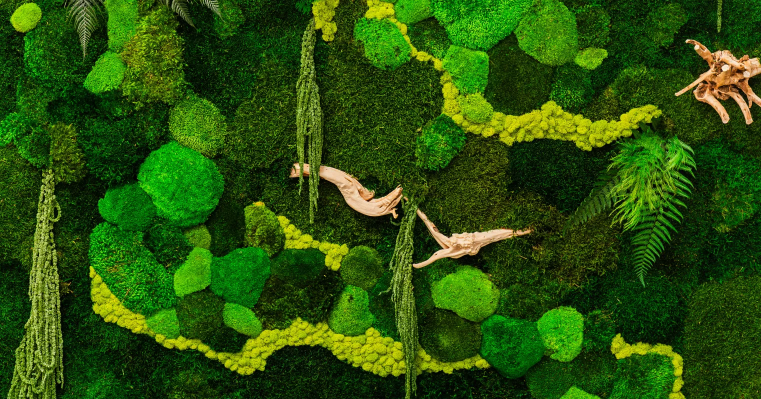 Different types of moss photo