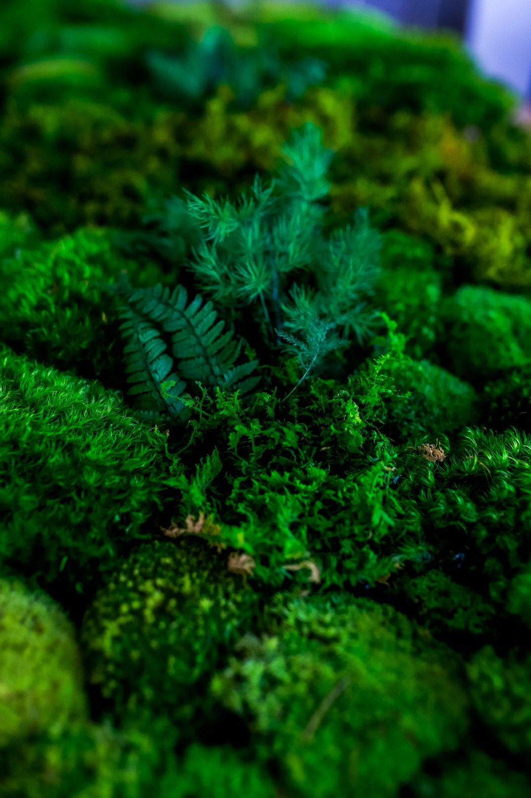 Wild-style preserved moss and botanical feature wall