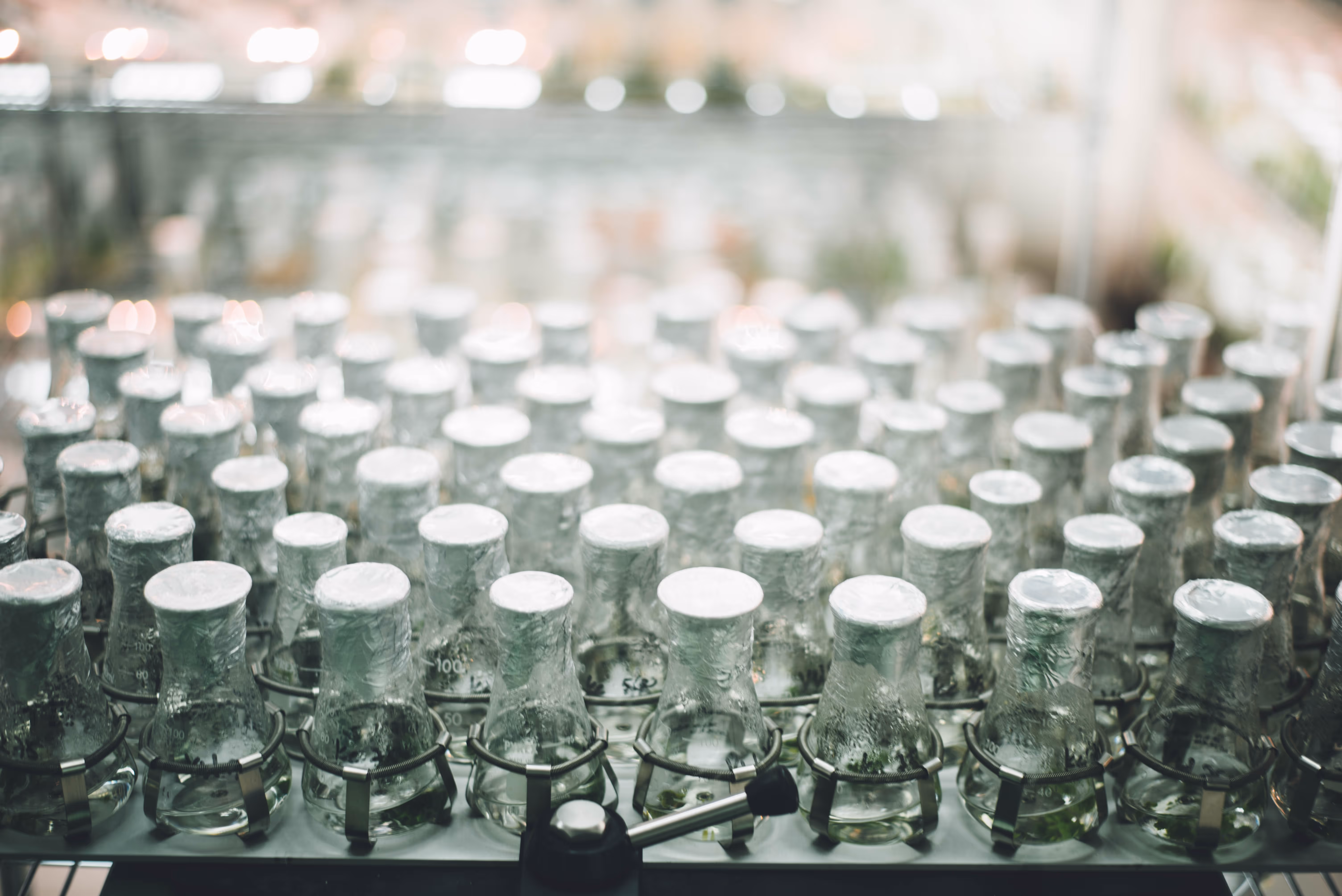 Rows of glass laboratory flasks with sealed tops arranged on metal holders in a scientific setting.