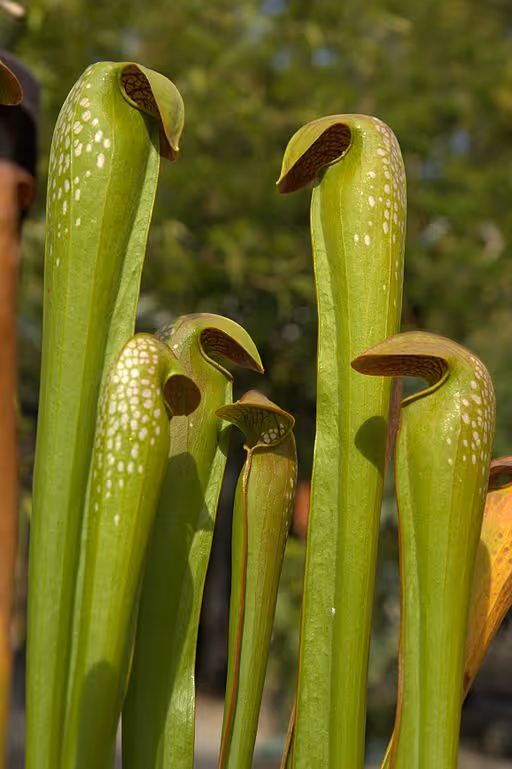 Hooded pitcher plant