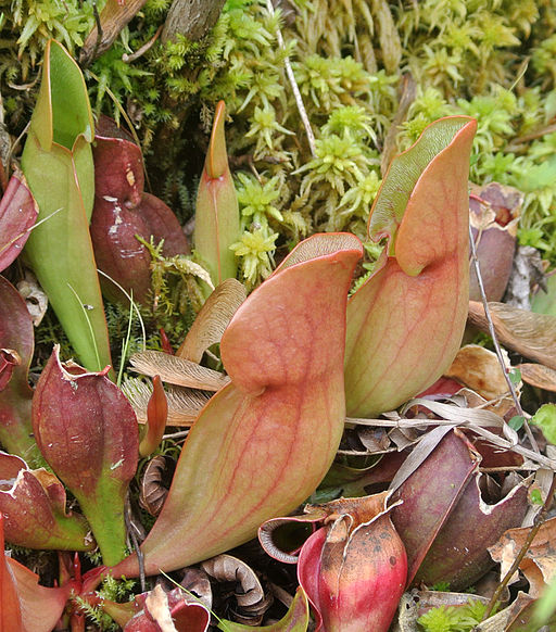 Purple pitcher plant