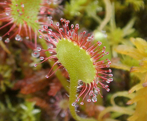 Round-leafed sundew